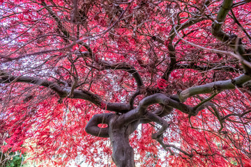 Herbstliche Blätter des japanischen Ahorns