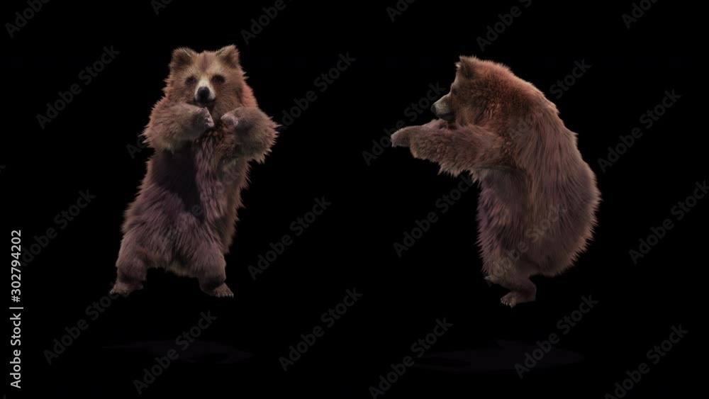 Poster bear dance cg fur 3d rendering animal realistic cgi vfx animation loop composition 3d mapping cartoo