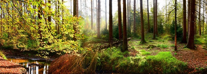Panorama of an autumnal forest with brook and with bright sunlight shining through the trees