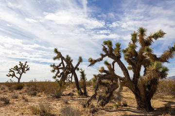 Joshua Trees in Mojave Desert on Summer Day