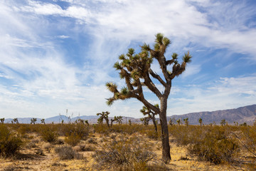 Fototapeta na wymiar Joshua Trees in Mojave Desert on Summer Day
