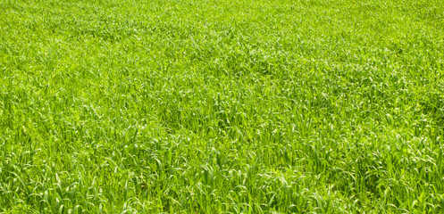 Spring nature, fresh green grass field, plants. © Gray wall studio