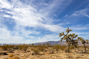Joshua Trees in Mojave Desert on Summer Day