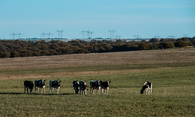 Cows in the Argentine countryside,Pampas,Argentina