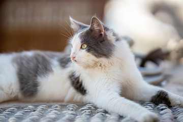 portrait of beautiful cute cat