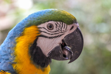 Large Macaw Parrot