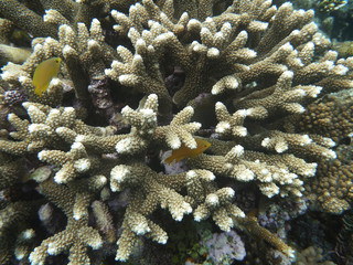 Naklejka na ściany i meble Coral Reef 