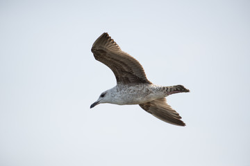 Gaivota em voo