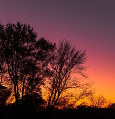 Obraz premium tree in sunset