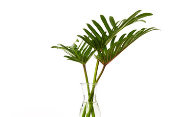 Tropical leaf Monstera plant  in glass vase