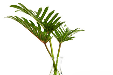 Tropical leaf Monstera plant  in glass vase