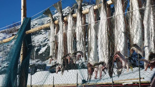 Drying stockfish cod in authentic traditional fishing village with traditional red rorbu houses at the background in winter norwegian Lofoten islands