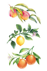 Set of watercolor fruit tree branches leaves and blossoms. Peach, orange and lemon.