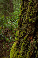 Mossy tree trunk in forest