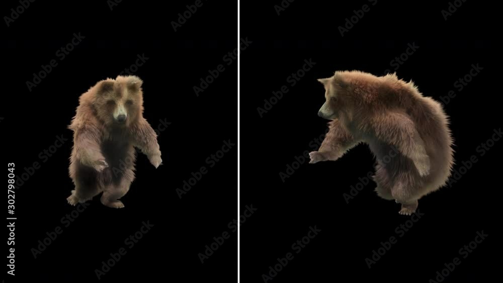 Poster bear dance cg fur 3d rendering animal realistic cgi vfx animation loop composition 3d mapping cartoo