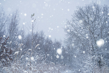 雪の森