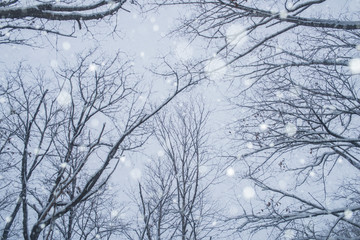 雪の森