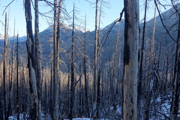 Fototapeta premium Landscapes of the Pacific Northwest