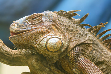 iguana on a tree