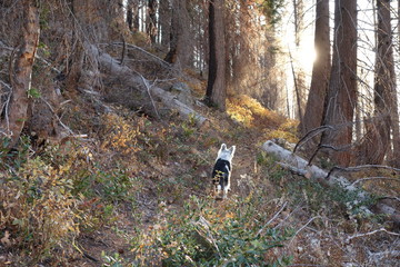 Landscapes of the Pacific Northwest
