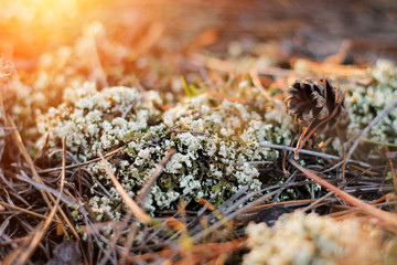 reindeer moss close up in a forest. Sun rays. Kherson, Ukraine.