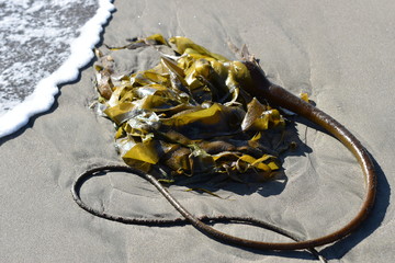 A kelp plant washed up on the beach, with a wave breaking on the sand nearby.
