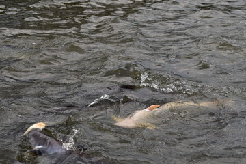 Obraz premium The city view of Bangkok in Thailand