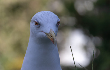 This Seagull looks angry because she does not get any food