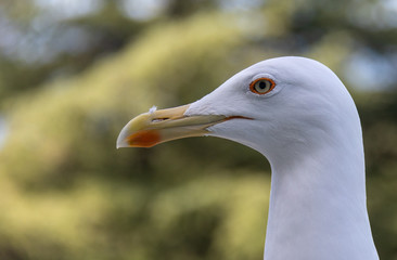This cute seagull shows her beautiful white profile of her head