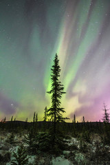 Spruce Under Sherbet Sky