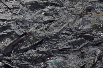 The city view of Bangkok in Thailand