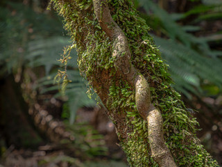 Obraz premium Twisted Vine