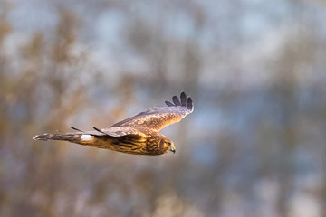 A Female Northern Harrier Hawk Hunts Along a Treeline