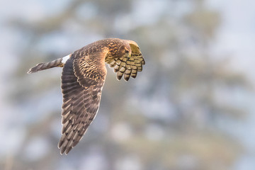 A Female Northern Harrier Hawk Hunts Along a Treeline