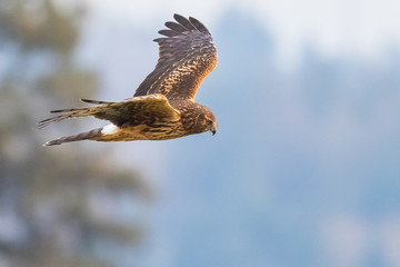 A Female Northern Harrier Hawk Hunts Along a Treeline