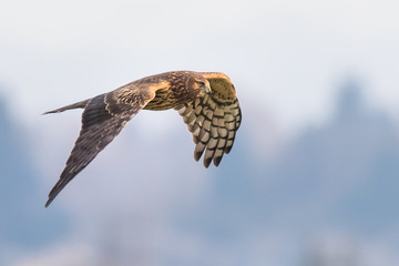 A Female Northern Harrier Hawk Hunts Along a Treeline