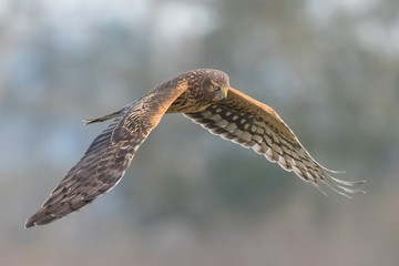 A Female Northern Harrier Hawk Hunts Along a Treeline