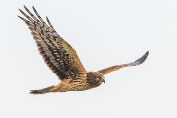 A Female Northern Harrier Hawk Hunts in a Pale Blue Sky