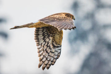 A Female Northern Harrier Hawk Hunts Along a Treeline