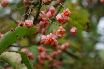 果実と赤い種子をたくさんつけたマユミ