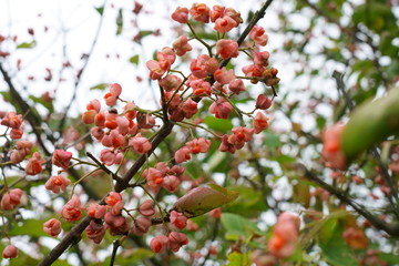 果実と赤い種子をたくさんつけたマユミ