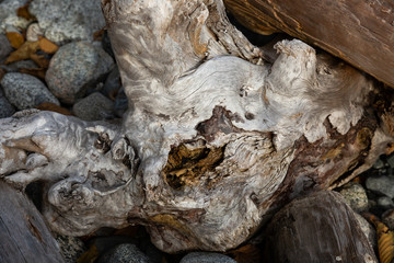Textured and weathered ocean driftwood