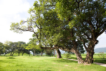 Royal Tomb of King Jinpyeong in Gyeongju-si, South Korea.