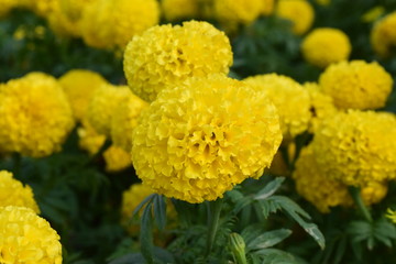yellow flowers in the garden