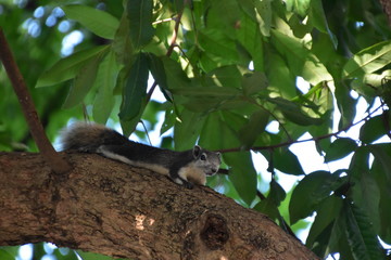 The animal in Bangkok, Thailand