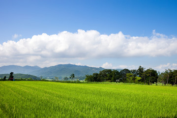 Rice paddy in Gyeongju-si, South Korea.