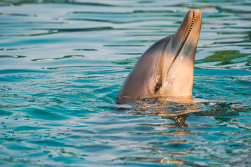 Bottlenose dolphin
