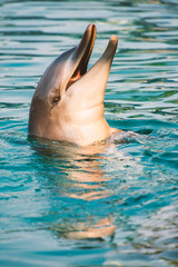 Bottlenose dolphin