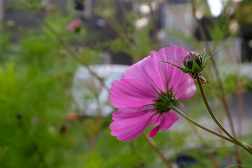 Macro for a cosmo flower in a garden with other long stemmed plants. The bright pink bloom has long dainty petals. The view is of the under belly of the flower where the petals attach to the stem.