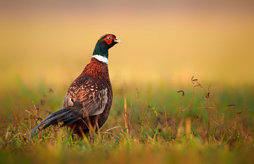Ringneck Pheasant (Phasianus colchicus) male